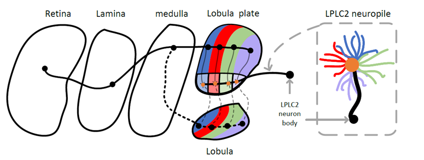  Schematic of visual system of Drosophila. ON channel is represented by solid line while OFF channel by dashed line.