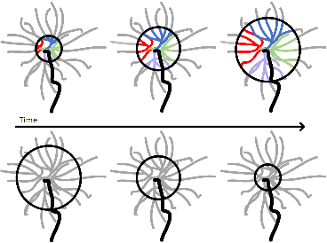  Illustration of directionally-selective neurons LPTCs being activated by edge expanding (top) and remaining silent against recession (bottom). 
