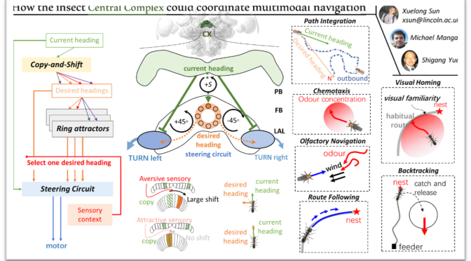 Xuelong Sun presents research into the insect’s central complex in the midbrain for coordinating multimodal navigation behaviours at iNAV2022